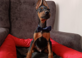 Doberman 5 erkek 1 dişi